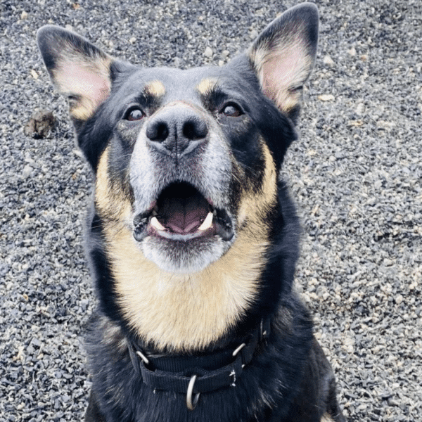 LOKI - A BROWN AND BLACK SHEPHERD FOR ADOPTION IN NEW HAMPSHIRE